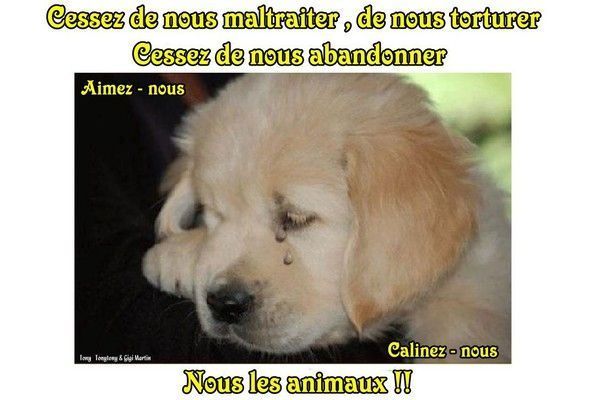 Contre la maltraitance animale