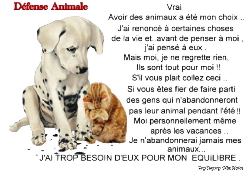 Exposé Sur La Maltraitance Des Animaux Pdf